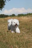 BICHON FRISE 067